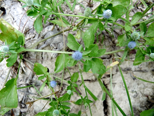 {Eryngium prostratum}